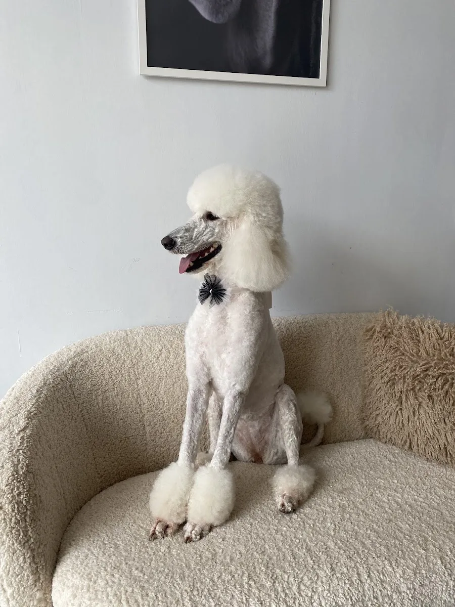 Fay's Furever Friends,Dog Grooming Salon