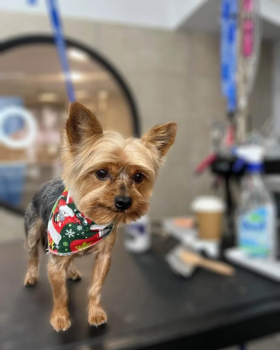 Furfect Grooming Salon