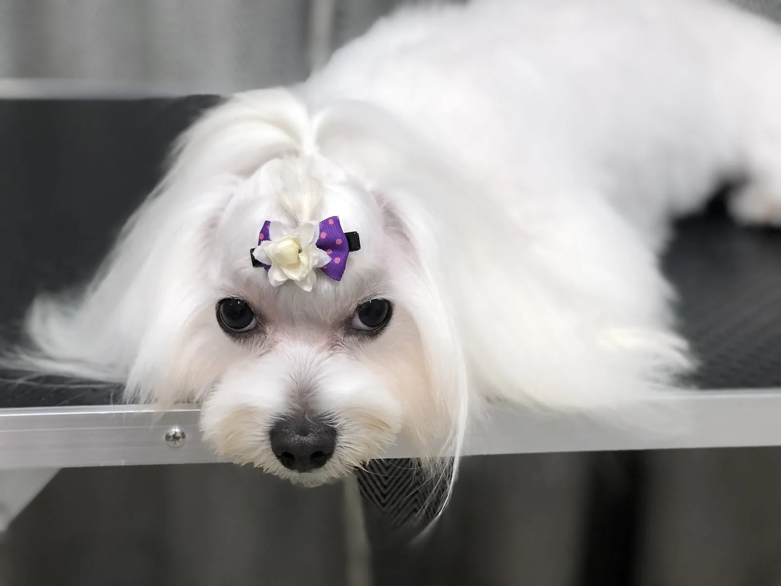 Grooming Kalamata