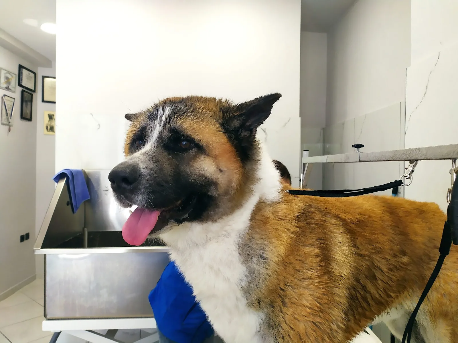 New Kosmos Pets - Αθήνα - κούρεμα ζώων, περιποίηση ζώων, μπάνιο ζώων, grooming, κόψιμο νυχιών ζώων · Grooming Κατοικιδίων · Αθήνα