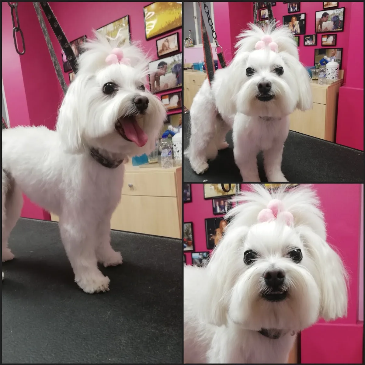 PET DESIGN