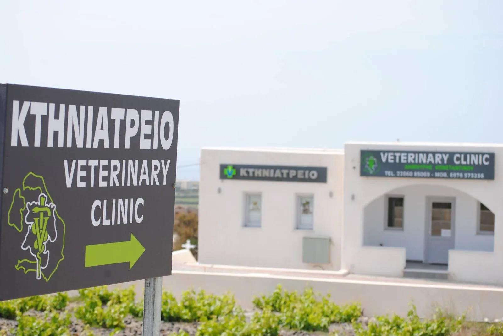 VET CLINIC - ΚΩΝΣΤΑΝΤΙΝΟΥ ΔΗΜΗΤΡΗΣ - ΚΤΗΝΙΑΤΡΟΣ -SANTORINI VET-ΚΤΗΝΙΑΤΡΕΙΟ ΣΑΝΤΟΡΙΝΗΣ