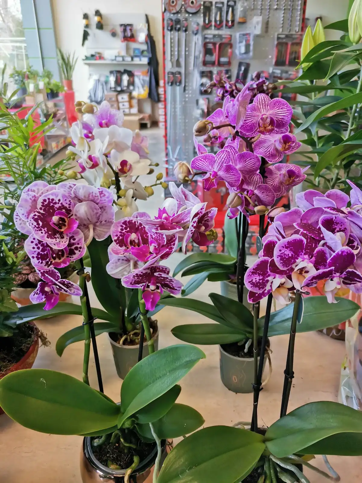 Agro Center Gallos Φοινικουντα