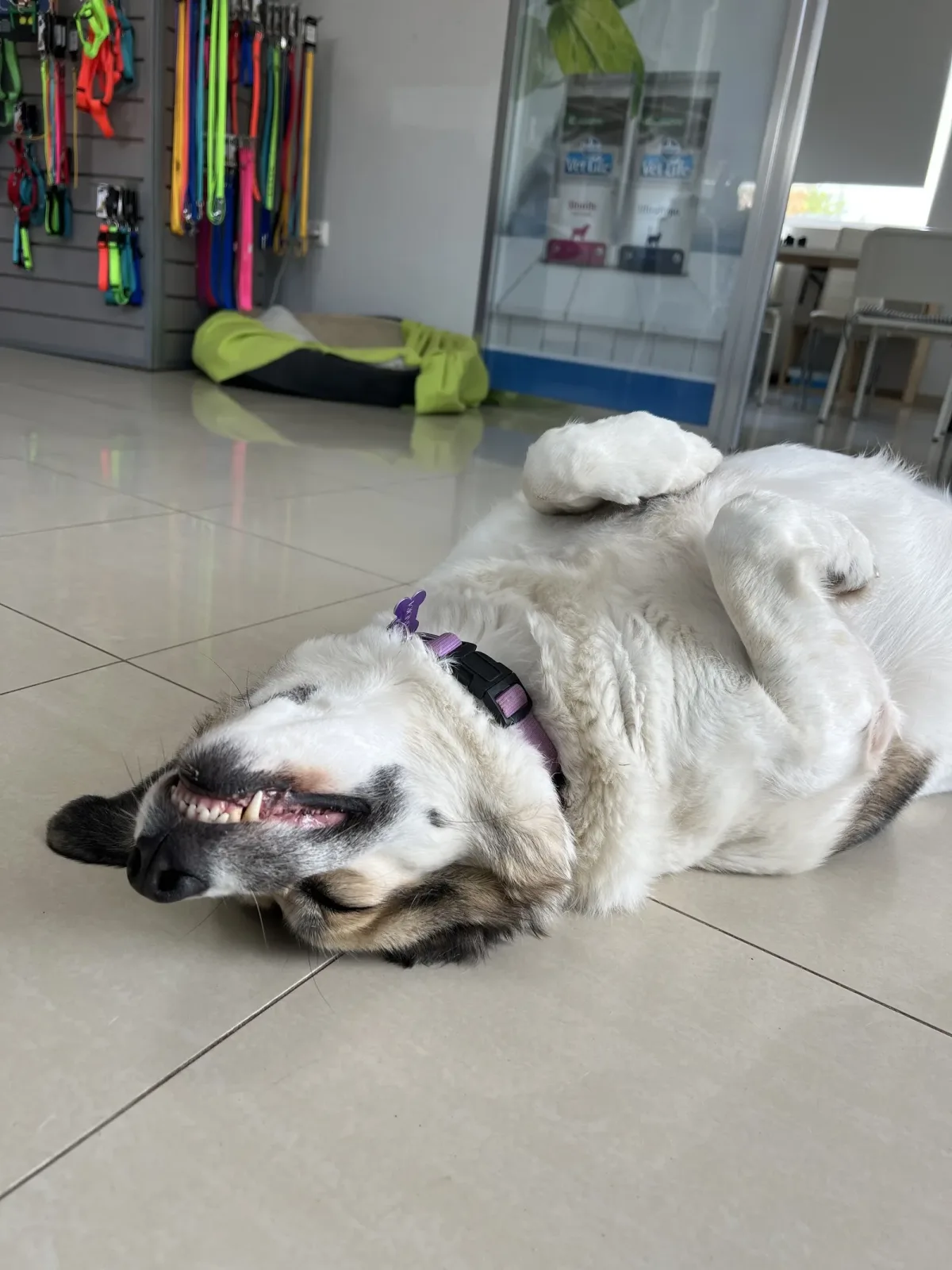 Animal Dogtors Γλυκά Νερά