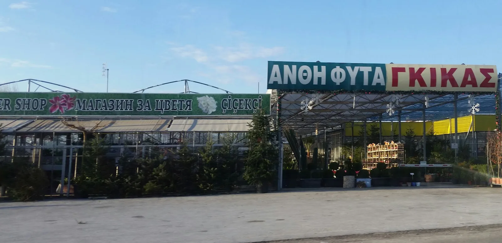 Άνθη Φυτά Γκίκας