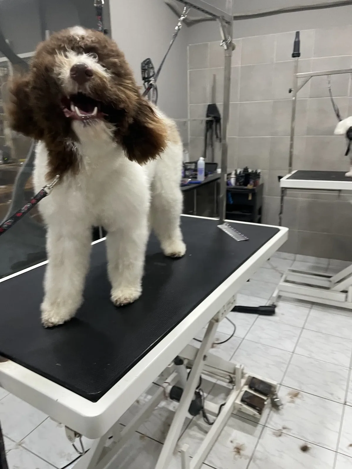 Barkside Grooming Society