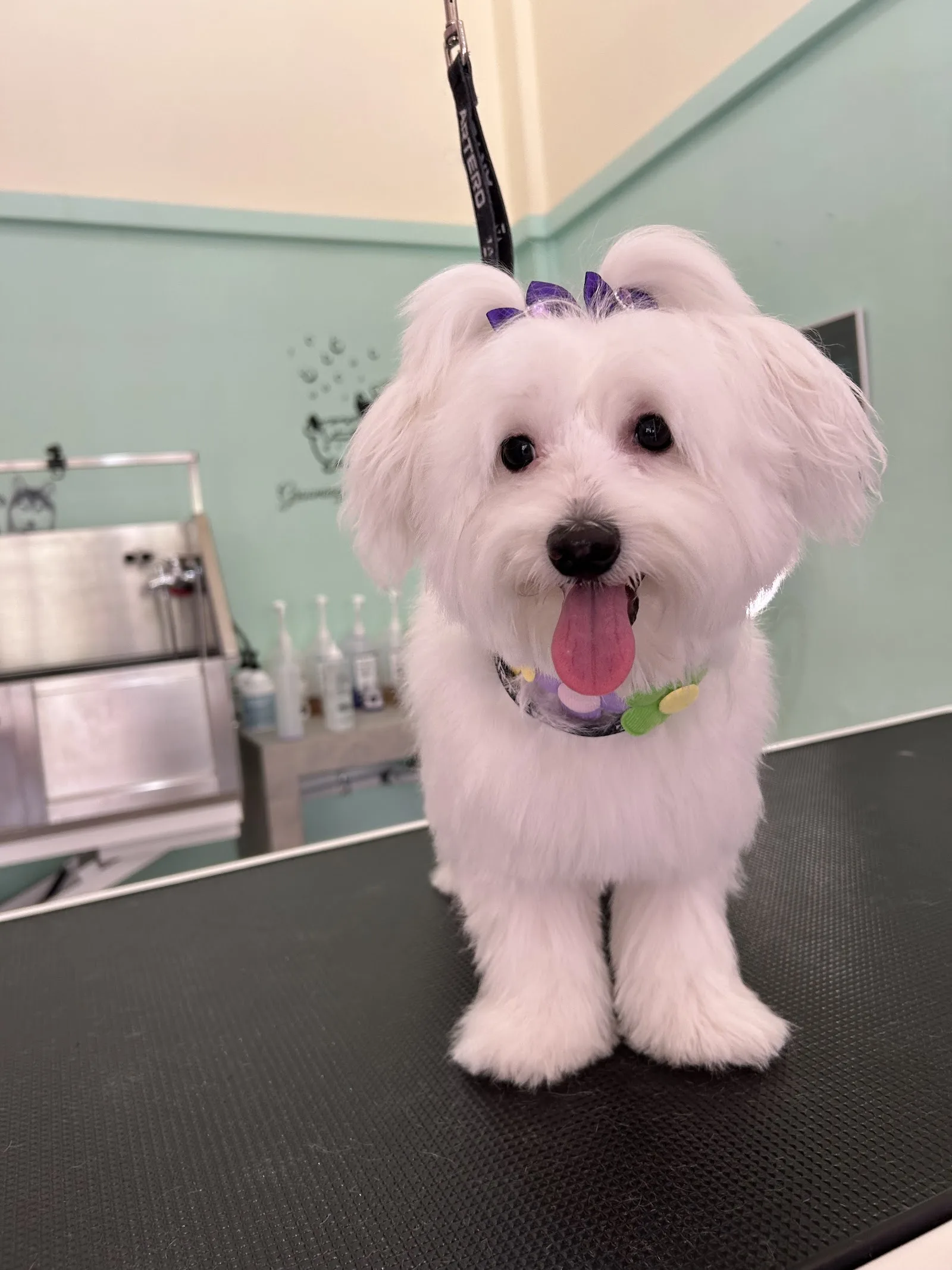 Blooming Pet Grooming