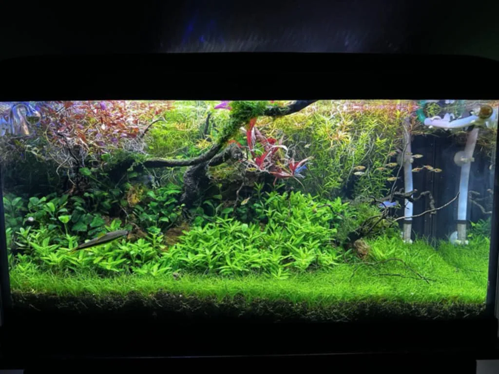 fishstore