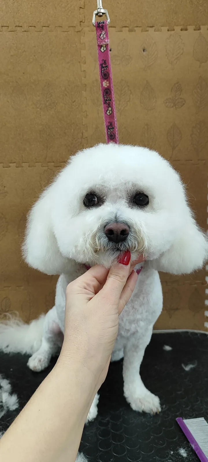 Gouf Grooming & Pet Shop
