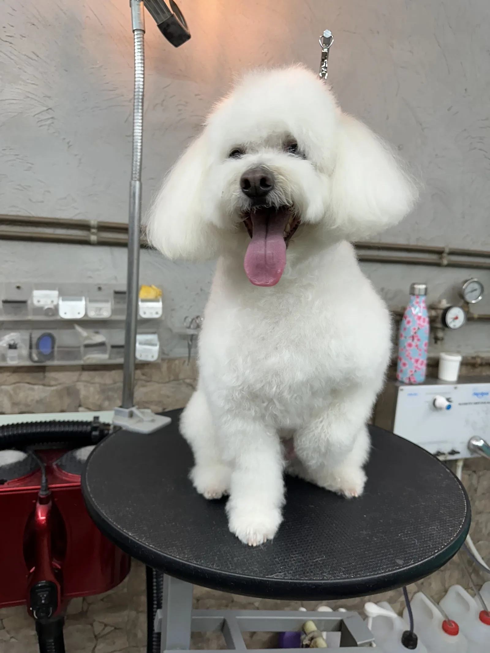 grooming mania