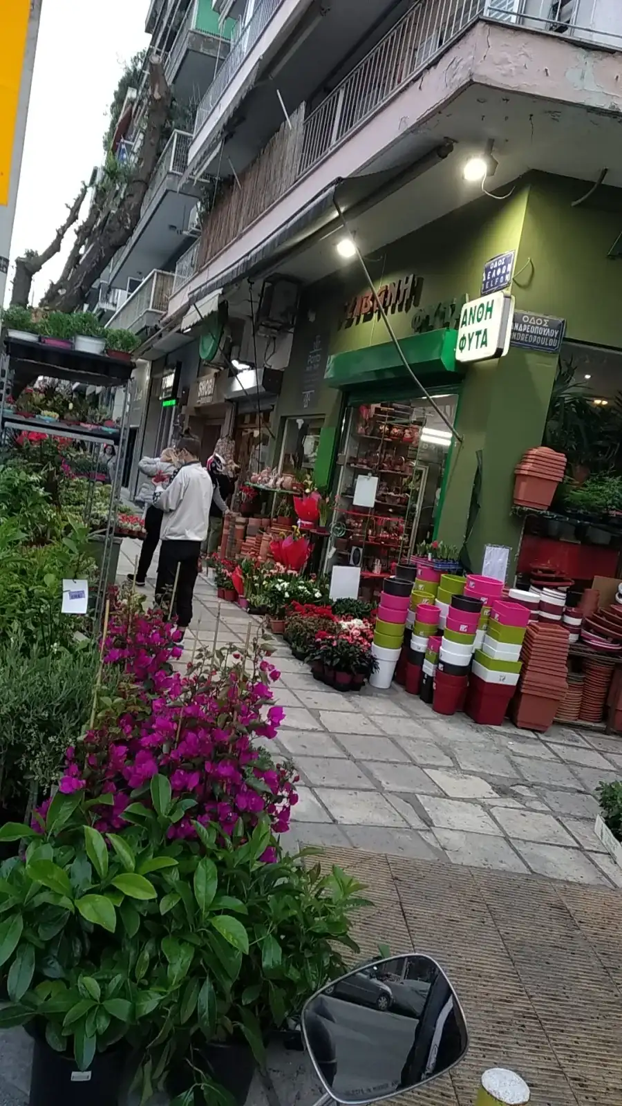 Pantzi Φυτά Άνθη