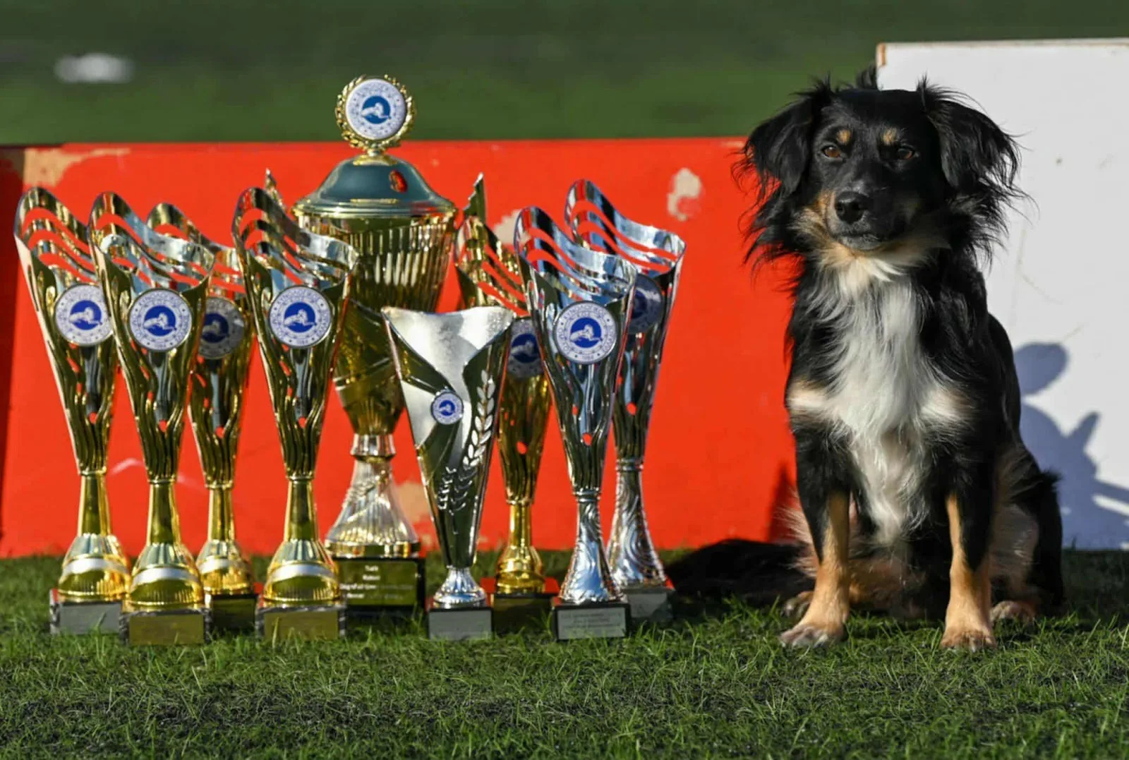 Pet CIty Αχαρνές 2