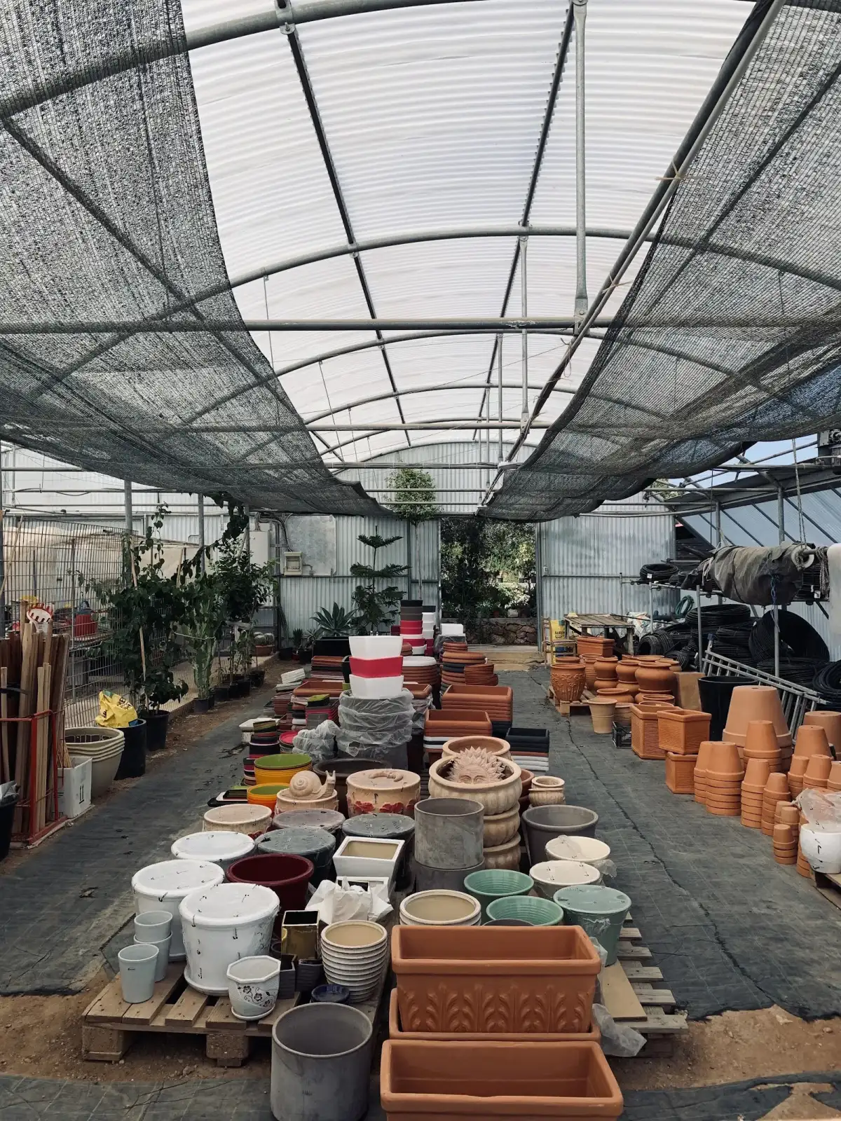 Φυτώριο Κλουβάτου Ασπασία Δ.- Garden Center Samos | Ανθοκομικά - Δενδροκομικά