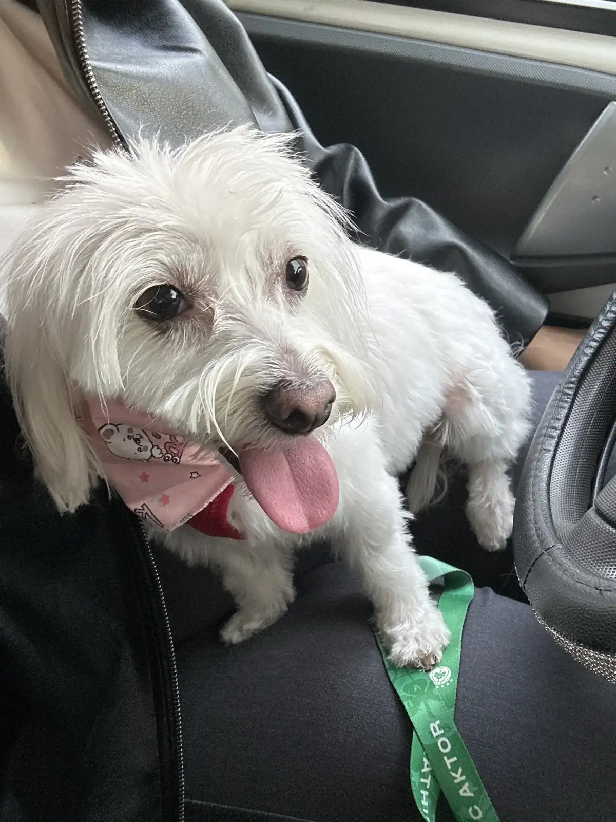 Smiley Dog - Pet Grooming