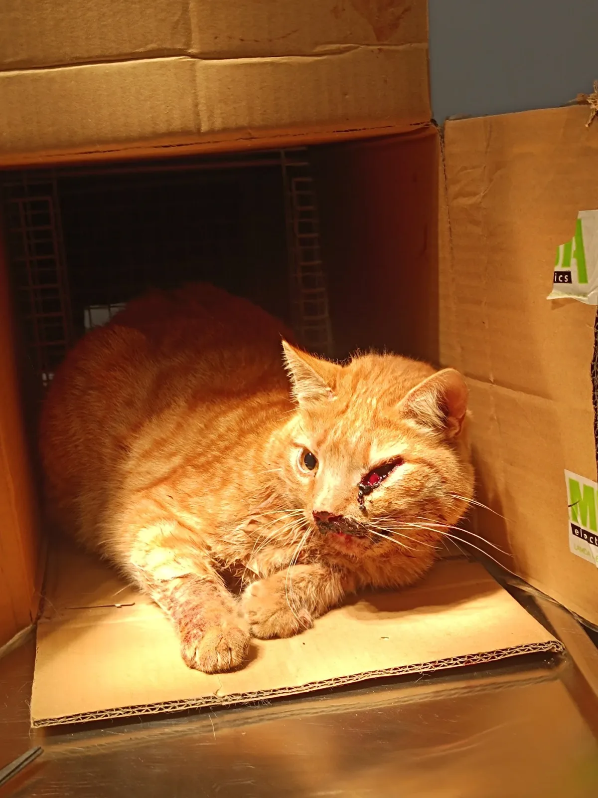 Vet² Nafplio - Κτηνιατρείο Κατσαμπή (24/7 Επείγοντα-Emergency) · Pet Shops & Ζωοτροφές · Ναύπλιο