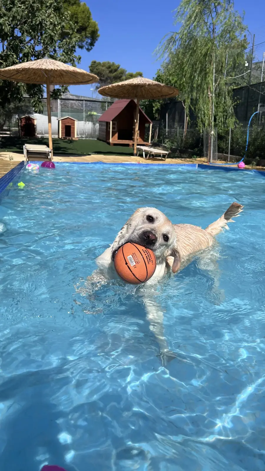 Ξενοδοχείο Σκύλων I Love Dogs